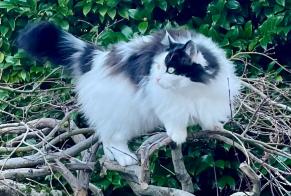 Alerte Disparition Chat croisement  Femelle , 8 ans Lutry Suisse