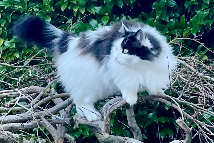Alerte Disparition Chat croisement  Femelle , 8 ans Lutry Suisse