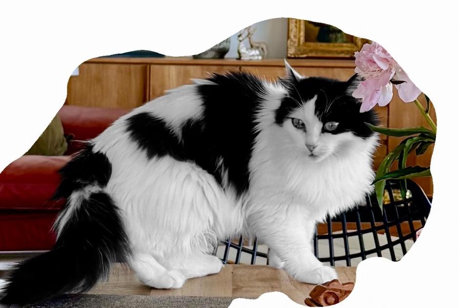 Alerte Disparition Chat croisement  Femelle , 8 ans Lutry Suisse
