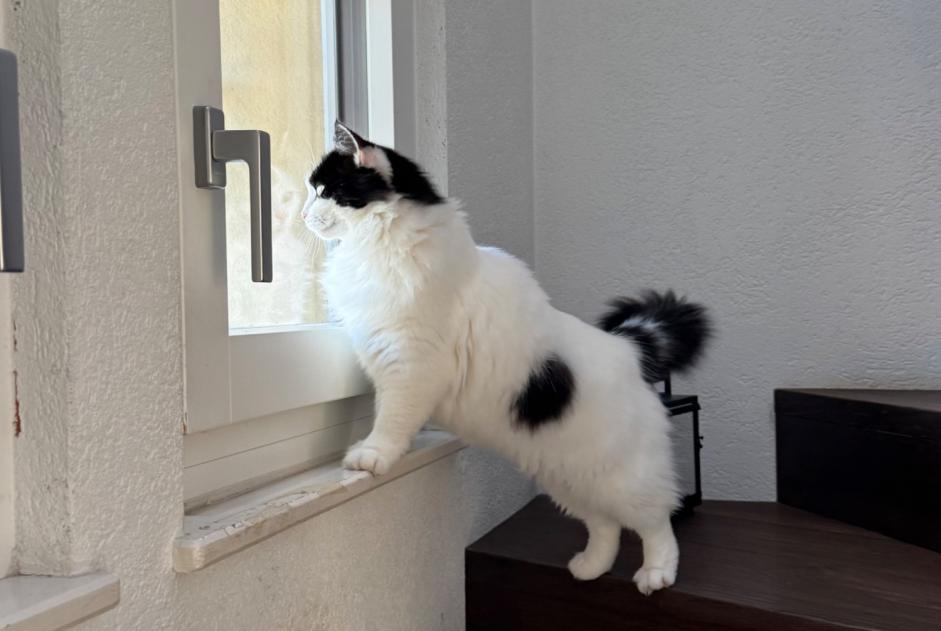 Alerte Disparition Chat croisement  Femelle , 8 ans Lutry Suisse