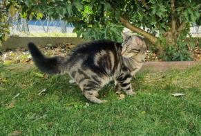 Alerte Disparition Chat croisement  Femelle , 2 ans Cugy Suisse