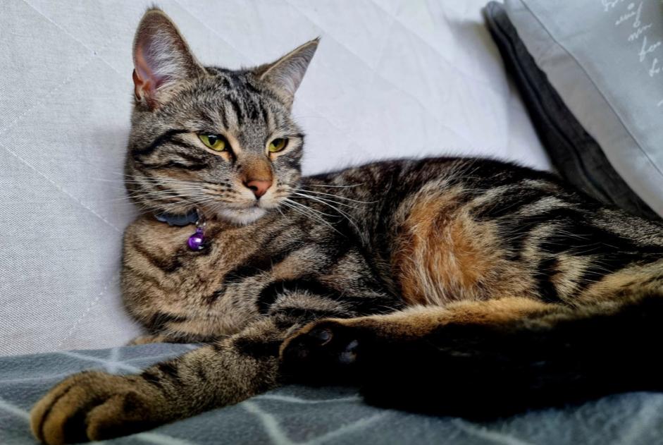 Alerte Disparition Chat croisement  Femelle , 2 ans Cugy Suisse