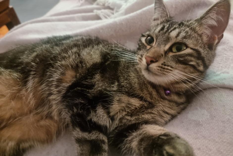 Alerte Disparition Chat croisement  Femelle , 2 ans Cugy Suisse