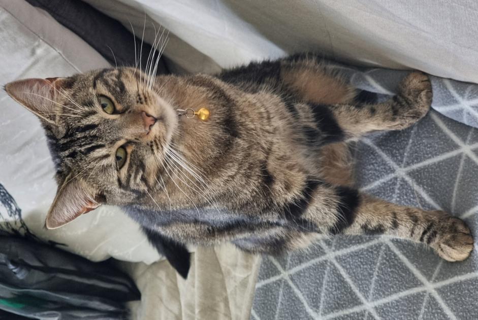 Alerte Disparition Chat croisement  Femelle , 2 ans Cugy Suisse