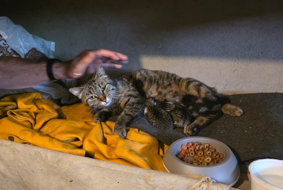 Alerte Découverte Chat   Femelle Payerne Suisse