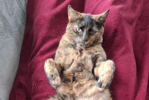 Alerte Disparition Chat  Femelle , 5 ans Val-de-Ruz Suisse