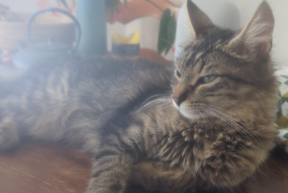 Alerte Disparition Chat  Femelle , 1 ans Gibloux Suisse