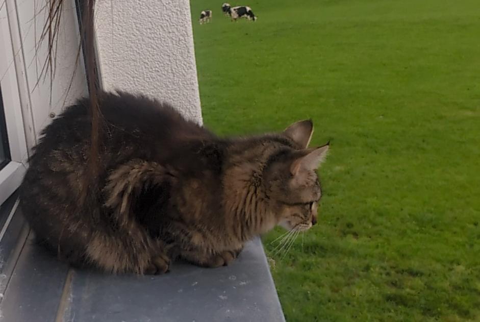 Alerte Disparition Chat  Femelle , 1 ans Gibloux Suisse