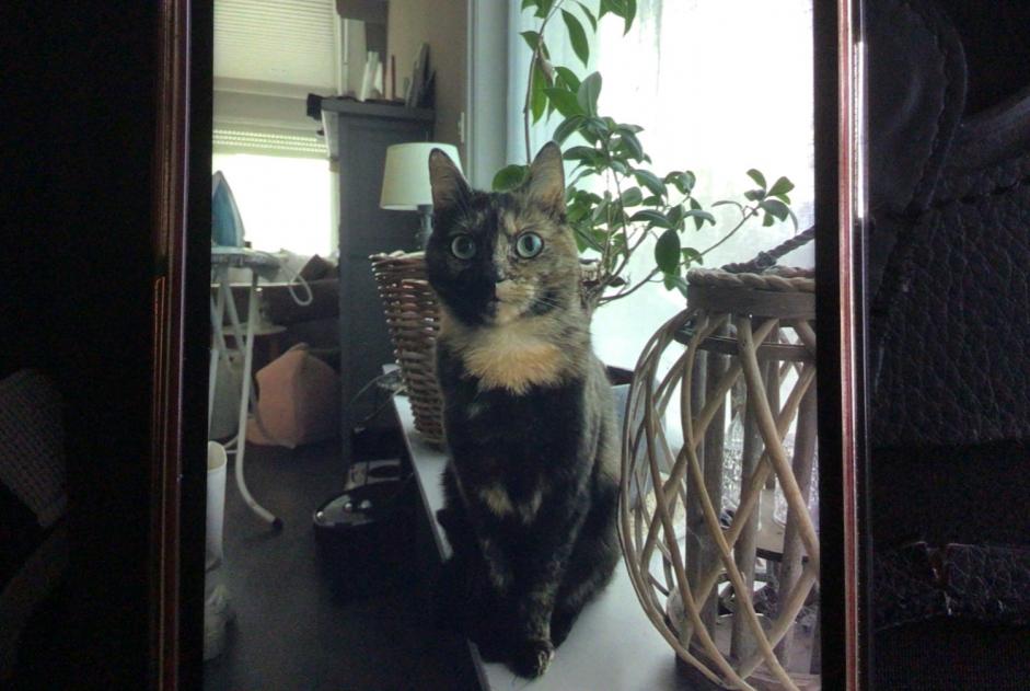 Alerte Disparition Chat croisement  Femelle , 3 ans Zwevegem Belgique