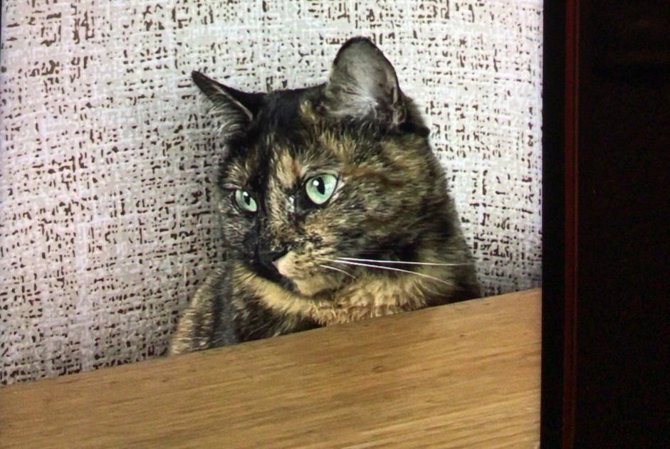 Alerte Disparition Chat croisement  Femelle , 3 ans Zwevegem Belgique