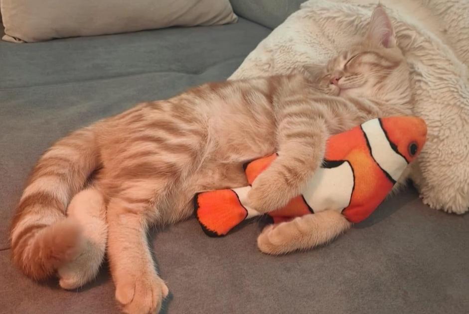 Alerte Disparition Chat croisement  Mâle , 1 ans Montilliez Suisse