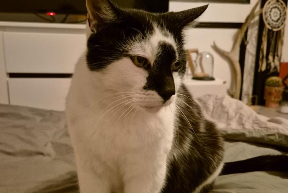 Alerte Disparition Chat Mâle , 12 ans Romainmôtier-Envy Suisse