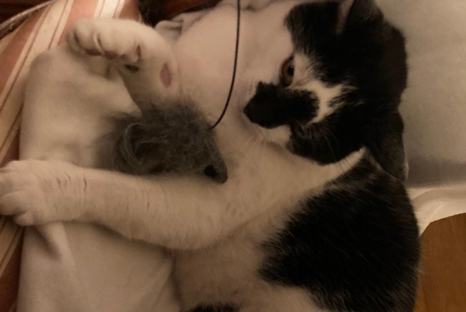 Alerte Disparition Chat Mâle , 12 ans Romainmôtier-Envy Suisse