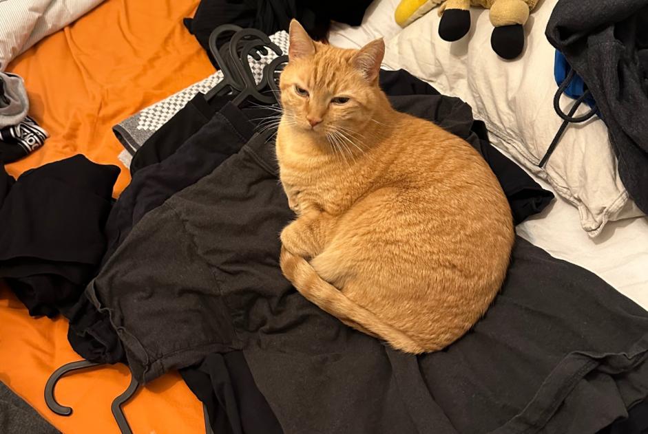 Alerte Disparition Chat Mâle , 11 ans La Chaux-de-Fonds Suisse