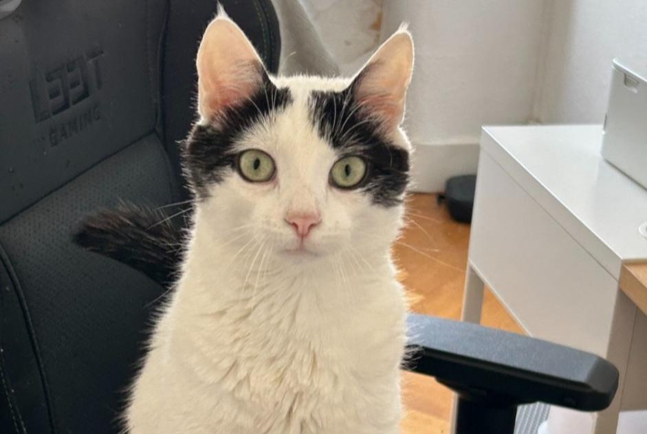 Alerte Disparition Chat Mâle , 1 ans Genève Suisse