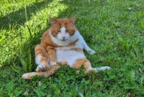 Alerte Disparition Chat croisement  Mâle , 9 ans Saint-Sulpice Suisse