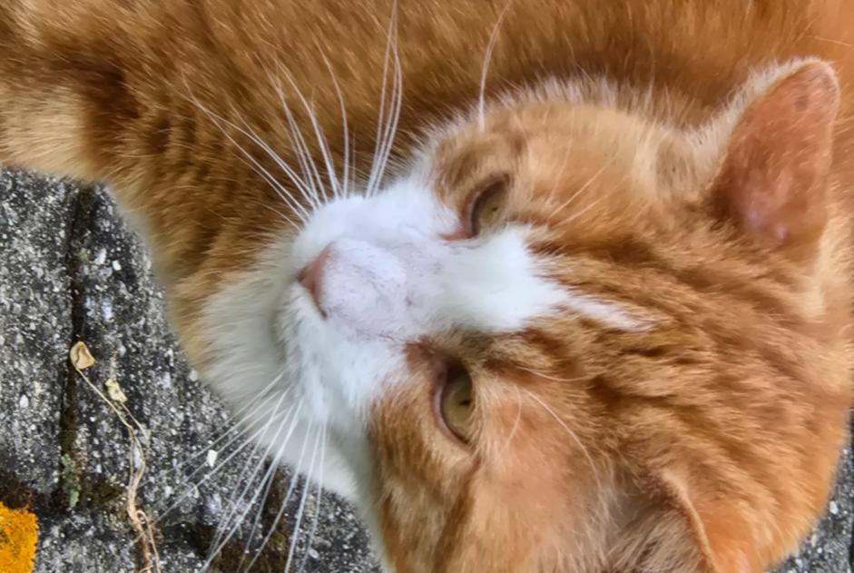 Alerte Disparition Chat croisement  Mâle , 9 ans Saint-Sulpice Suisse