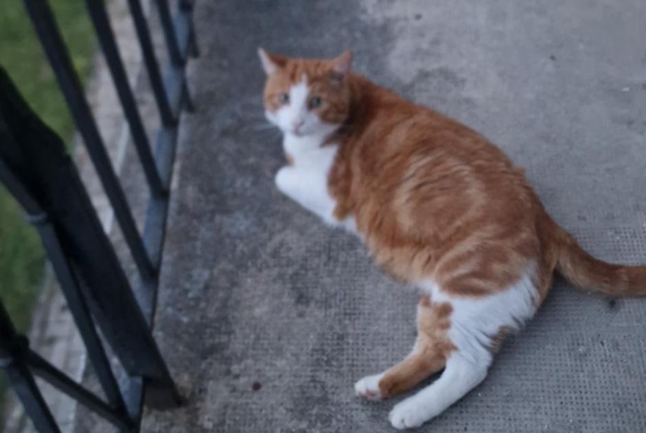 Alerte Disparition Chat croisement  Mâle , 9 ans Saint-Sulpice Suisse