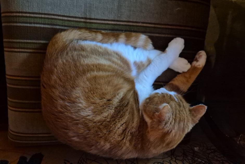 Alerte Disparition Chat croisement  Mâle , 9 ans Saint-Sulpice Suisse