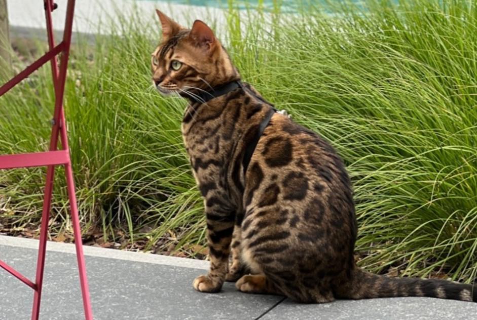 Alerte Disparition Chat  Mâle , 1 ans Marchin Belgique