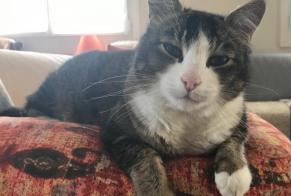 Avviso scomparsa Gatto incrocio di razze  Maschio , 14 anni Forel (Lavaux) Svizzera