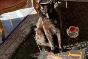 Avviso scomparsa Gatto incrocio di razze  Maschio , 1 anni La Grande Béroche Svizzera