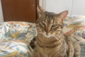 Avviso scomparsa Gatto Femmina , 2 anni Begnins Svizzera