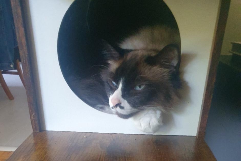 Avviso scomparsa Gatto incrocio di razze  Maschio , 7 anni Morges Svizzera