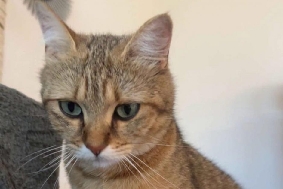 Avviso scomparsa Gatto Femmina , 2 anni Grandcour Svizzera