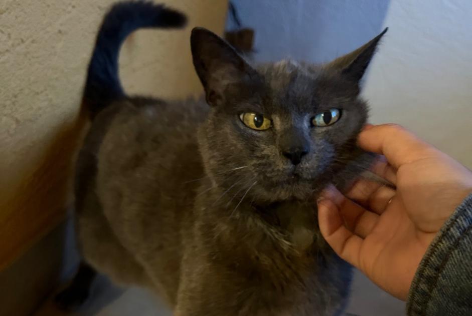 Avviso scomparsa Gatto Femmina , 20 anni Châtel-Saint-Denis Svizzera