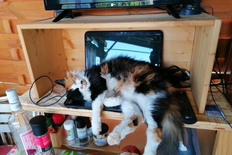 Avviso scomparsa Gatto  Femmina , 11 anni Lonay Svizzera