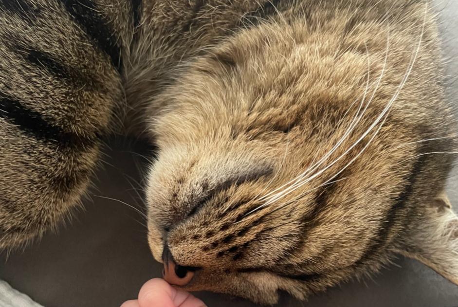 Avviso scomparsa Gatto  Femmina , 3 anni Valbirse Svizzera