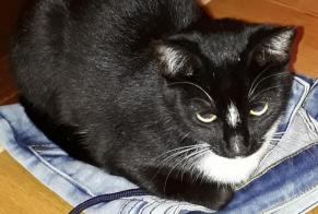 Avviso scomparsa Gatto incrocio di razze  Femmina , 8 anni Tolochenaz Svizzera