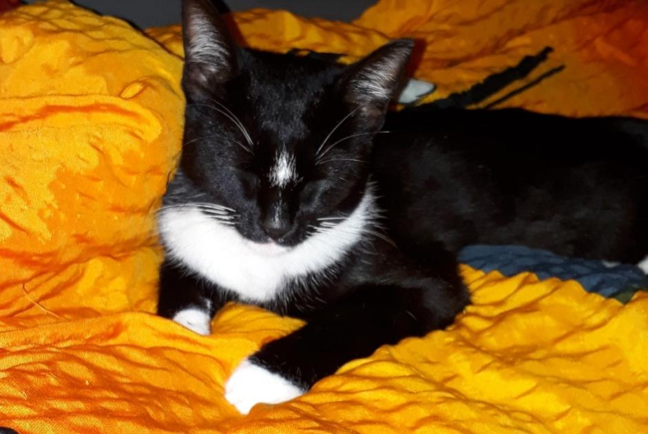 Avviso scomparsa Gatto incrocio di razze  Femmina , 8 anni Tolochenaz Svizzera