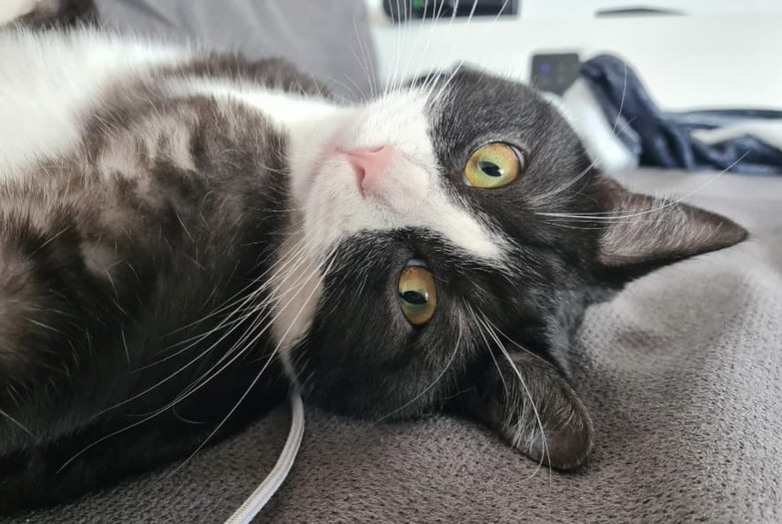 Avviso scomparsa Gatto Maschio , 2 anni Estavayer Svizzera