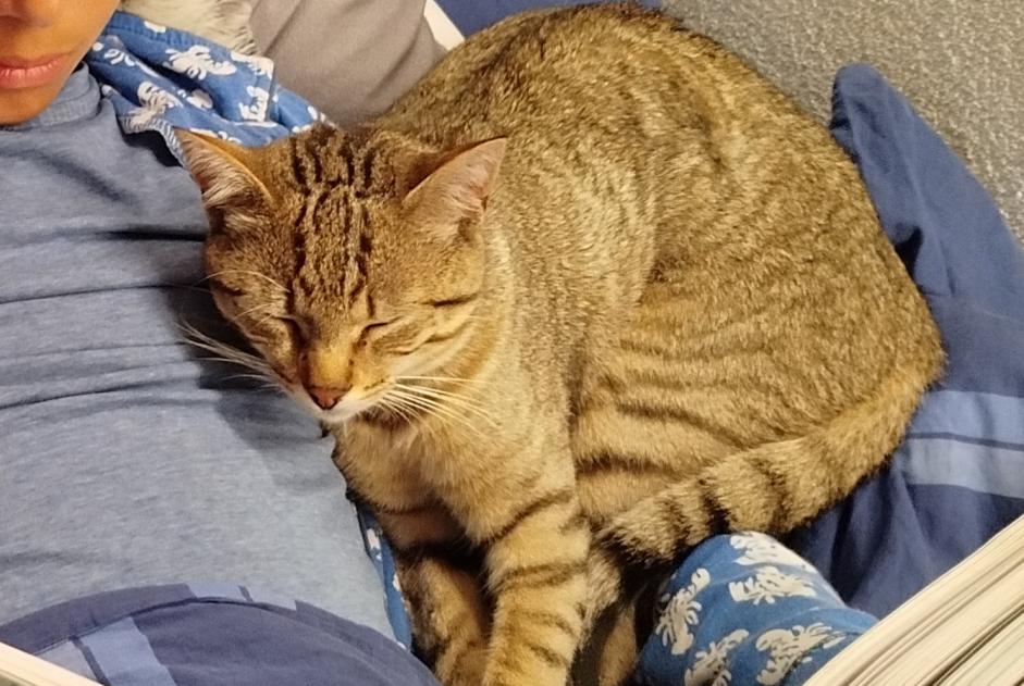 Avviso scomparsa Gatto Maschio , 1 anni La Tour-de-Peilz Svizzera
