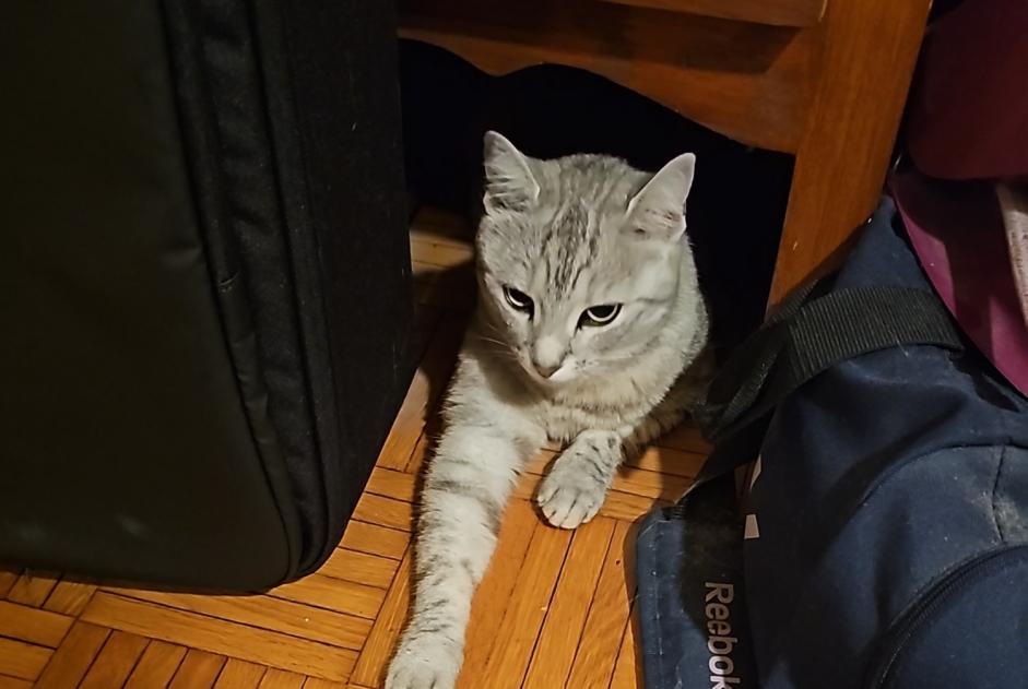 Avviso Ritrovamento Gatto Non conosciuta Lausanne Svizzera