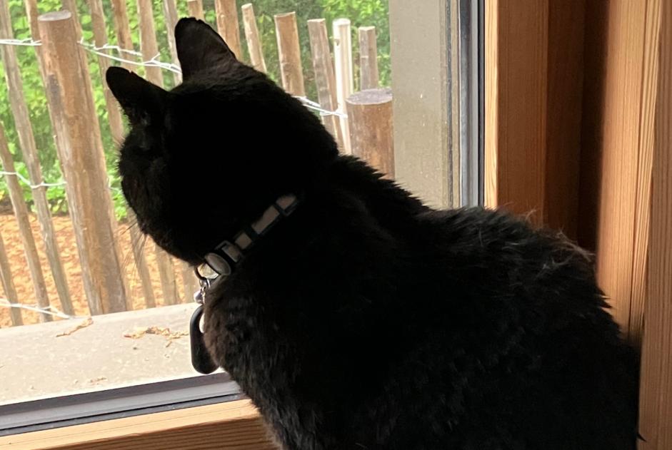 Avviso scomparsa Gatto  Maschio , 10 anni Lausanne Svizzera