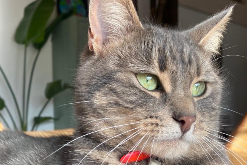 Avviso scomparsa Gatto  Femmina , 2 anni Grolley-Ponthaux Svizzera