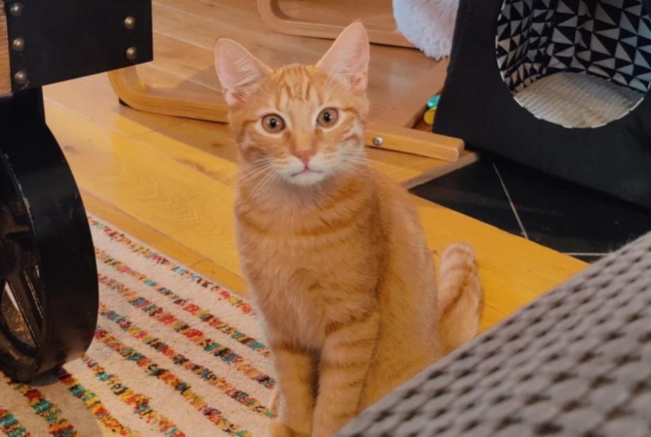 Avviso scomparsa Gatto Maschio , 1 anni Vandœuvres Svizzera