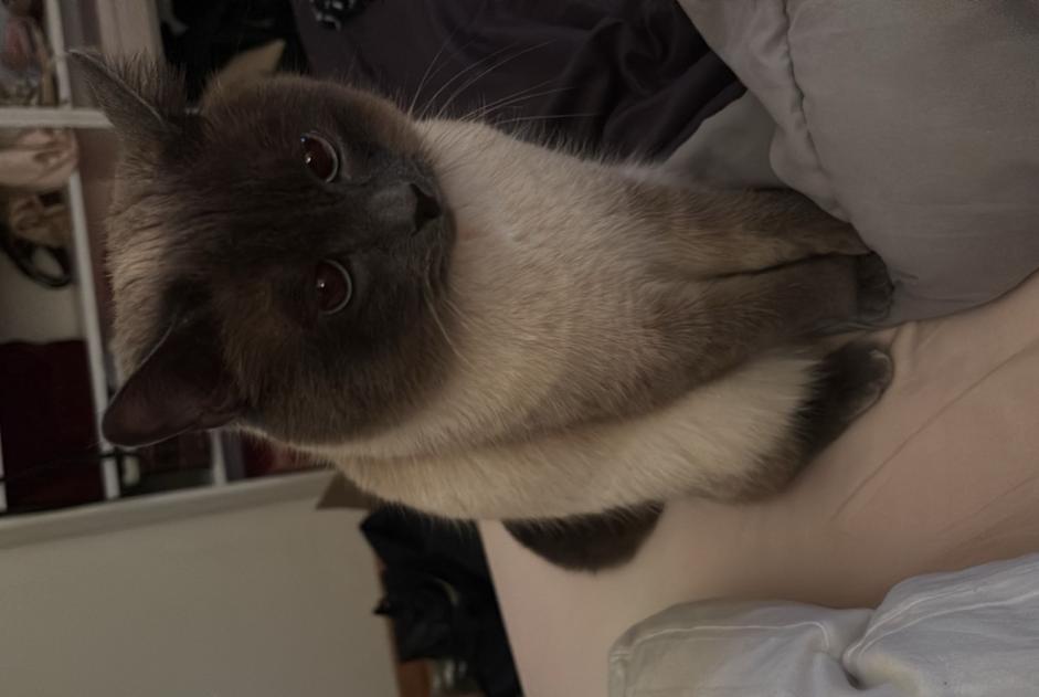 Avviso scomparsa Gatto  Maschio , 3 anni Neuchâtel Svizzera