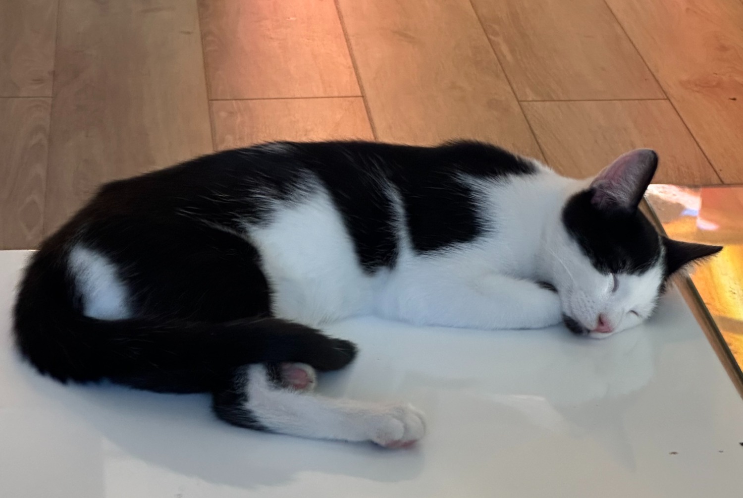 Avviso scomparsa Gatto Maschio , 1 anni Le Grand-Saconnex Svizzera