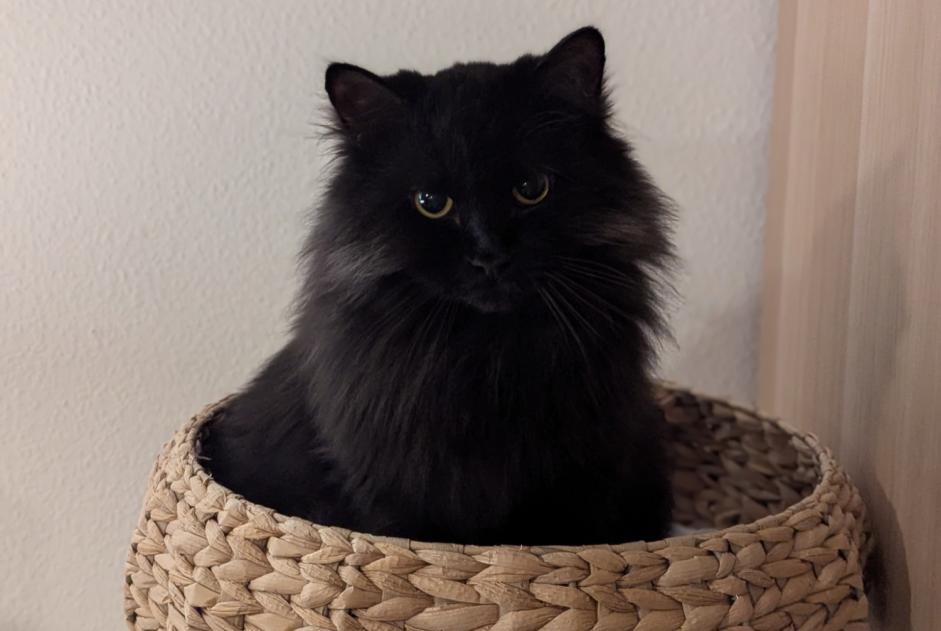 Avviso scomparsa Gatto  Femmina , 2 anni Ollon Svizzera