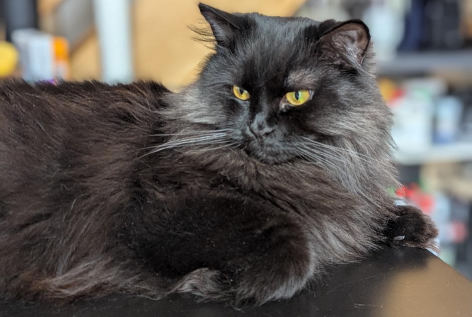Avviso scomparsa Gatto  Femmina , 2 anni Ollon Svizzera