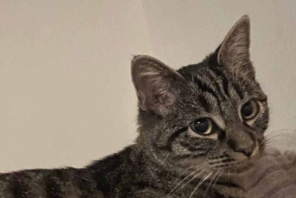 Avviso scomparsa Gatto Femmina , 1 anni Surpierre Svizzera