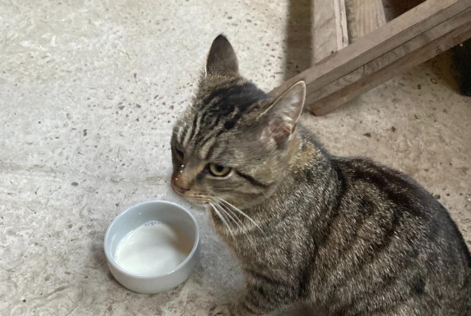 Avviso Ritrovamento Gatto incrocio di razze  Non conosciuta Gent Belgio