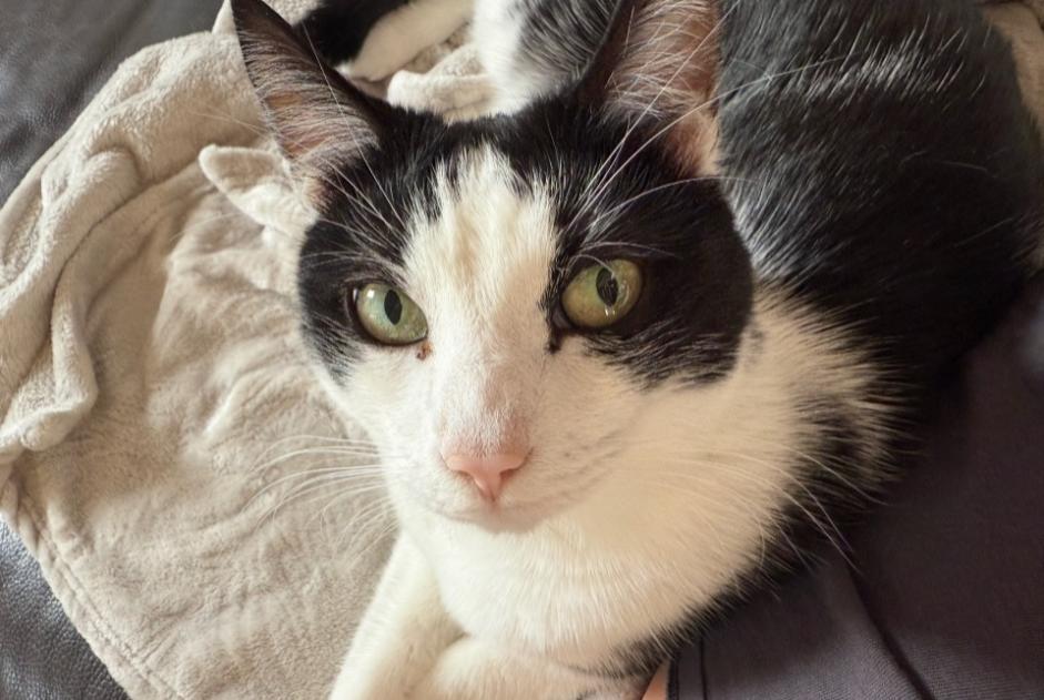 Avviso scomparsa Gatto incrocio di razze  Maschio , 8 anni Val-de-Ruz Svizzera