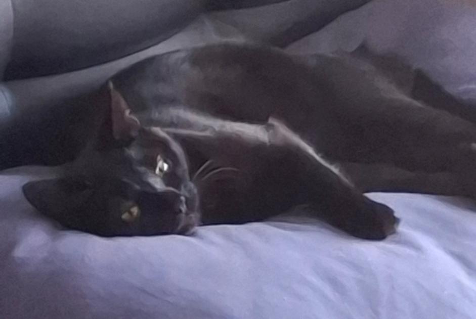 Avviso scomparsa Gatto  Femmina , 1 anni Cossonay Svizzera
