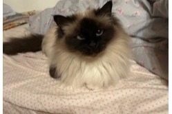 Avviso scomparsa Gatto  Femmina , 6 anni Vevey Svizzera