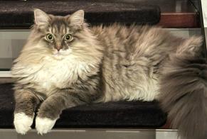 Avviso scomparsa Gatto incrocio di razze  Maschio , 1 anni La Rippe Svizzera